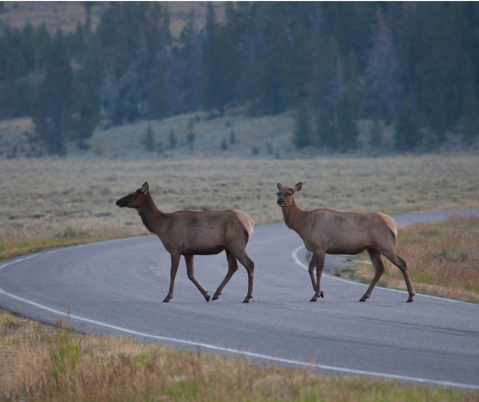 Idaho’s Laws on Roadside Animal Collisions During Fall Migration